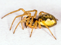 Pachygnatha degeeri